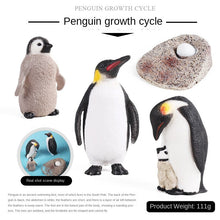Load image into Gallery viewer, Penguin Growth Cycle Animal Model Simulation Antarctic Animal Solid Static Marine Life Children's Cognitive Learning Toy
