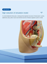 Load image into Gallery viewer, Female Transverse Anatomy Model Reproductive System Pelvic Floor Muscle Female Pelvic Cavity Uterus Bladder Gynecological Urinary System
