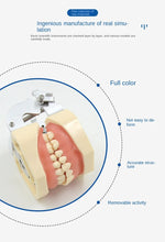 Load image into Gallery viewer, Preparation of soft gum cavity in dental practice tooth preparation model of 28 teeth replaceable disassembly model
