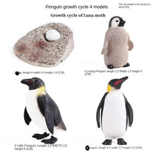 Load image into Gallery viewer, Penguin Growth Cycle Animal Model Simulation Antarctic Animal Solid Static Marine Life Children's Cognitive Learning Toy
