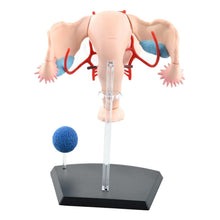 Load image into Gallery viewer, Sexual Female Organ Models Female Reproductive System 4d Human Body Organ Anatomical Model Female Uterus Medical Teaching Model
