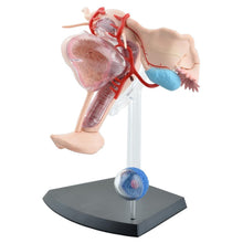 Load image into Gallery viewer, Sexual Female Organ Models Female Reproductive System 4d Human Body Organ Anatomical Model Female Uterus Medical Teaching Model
