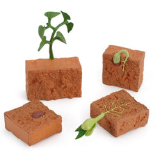 Load image into Gallery viewer, Simulation Life Cycle Of A Green Bean Plant Growth Cycle Model Action Figures Collection Science Educational Toys For Children
