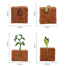 Load image into Gallery viewer, Simulation Life Cycle Of A Green Bean Plant Growth Cycle Model Action Figures Collection Science Educational Toys For Children
