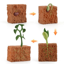 Load image into Gallery viewer, Simulation Life Cycle Of A Green Bean Plant Growth Cycle Model Action Figures Collection Science Educational Toys For Children
