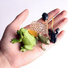 Load image into Gallery viewer, Simulation Life Cycle Of A Green Bean Plant Growth Cycle Model Action Figures Collection Science Educational Toys For Children
