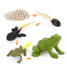 Load image into Gallery viewer, Simulation Life Cycle Of A Green Bean Plant Growth Cycle Model Action Figures Collection Science Educational Toys For Children
