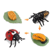 Load image into Gallery viewer, Simulation Life Cycle Of A Green Bean Plant Growth Cycle Model Action Figures Collection Science Educational Toys For Children
