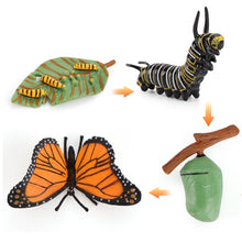 Load image into Gallery viewer, Simulation Life Cycle Of A Green Bean Plant Growth Cycle Model Action Figures Collection Science Educational Toys For Children
