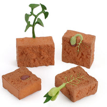 Load image into Gallery viewer, Simulation Life Cycle of a Green Bean Plant Growth Cycle Model Action Figures Collection Science Educational Toys for Children
