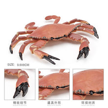 Load image into Gallery viewer, Simulation Sea Life Crab Ocean Animals Calappa lophos Model Figurines ornament PVC Action Figure children Collection Toy Gifts
