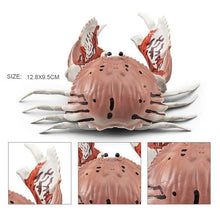 Load image into Gallery viewer, Simulation Sea Life Crab Ocean Animals Calappa lophos Model Figurines ornament PVC Action Figure children Collection Toy Gifts

