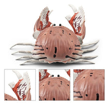 Load image into Gallery viewer, Simulation Sea Life Crab Ocean Animals Calappa lophos Model Figurines ornament PVC Action Figure children Collection Toy Gifts
