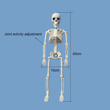 Load image into Gallery viewer, Skeleton simulation plastic decoration secret room haunted house props decoration doctor laboratory learning utensils 1 Pcs
