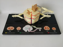 Load image into Gallery viewer, Spinal Cord Nerve Anatomical Model 5 Times Sumal Ventral Dorsal Coccygeal Root  Teaching Resources
