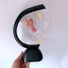 Load image into Gallery viewer, Transparent Uterus Model Visible Human Vagina Anatomical Model Female Reproductive Organ Model for Medical Educational Training
