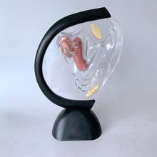Load image into Gallery viewer, Transparent Uterus Model Visible Human Vagina Anatomical Model Female Reproductive Organ Model for Medical Educational Training
