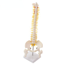 Load image into Gallery viewer, 45CM Human Spine with Pelvic Model Human Anatomical Anatomy Spine Medical Model spinal column model+Stand Fexible
