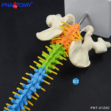 Load image into Gallery viewer, 45cm Color Human Spine Spine Pelvic Bone Cervical Bone Model Massage Bone Setting Pain Department Orthopedic Teaching Mold

