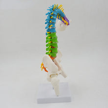 Load image into Gallery viewer, 45cm Flexible Colored Spine Model Medical Teaching Tool Skeleton Anatomy Pelvis Bone Skeleton System Anatomical Model
