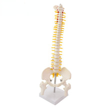 Load image into Gallery viewer, 45CM Human Spine with Pelvic Model Human Anatomical Anatomy Spine Medical Model spinal column model+Stand Fexible
