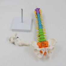 Load image into Gallery viewer, 45cm Flexible Colored Spine Model Medical Teaching Tool Skeleton Anatomy Pelvis Bone Skeleton System Anatomical Model
