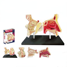 Load image into Gallery viewer, 4D MASTER HUMAN ANATOMICAL MODELS DIY TOYS BODY ANATOMY EDUCATIONAL TOOL BRAIN HEART SKELETON EAR TORSO HAND NOSE KNEE JOINT EYE

