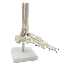 Load image into Gallery viewer, medical human skeleton foot bones anatomy model Foot and Ankle  with shank bone anatomical model greys anatomy
