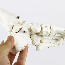 Load image into Gallery viewer, medical human skeleton foot bones anatomy model Foot and Ankle  with shank bone anatomical model greys anatomy
