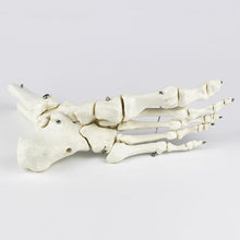 Load image into Gallery viewer, medical human skeleton foot bones anatomy model Foot and Ankle  with shank bone anatomical model greys anatomy
