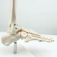Load image into Gallery viewer, medical human skeleton foot bones anatomy model Foot and Ankle  with shank bone anatomical model greys anatomy
