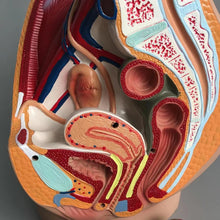Load image into Gallery viewer, medical science female vagina anatomical model Lifesize Median Sagittal Section Human Female Pelvic Cavity Structure Model
