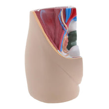 Load image into Gallery viewer, medical science female vagina anatomical model Lifesize Median Sagittal Section Human Female Pelvic Cavity Structure Model
