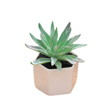 Load image into Gallery viewer, Artificial Succulent Pant Bonsai (Pot Included) Artificial Flower Creative Decoration Artificial Plant
