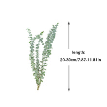 Load image into Gallery viewer, 10Pcs Natural Eucalyptus Leaves Dried Flower Dried Eucalyptus Leaves Real Plant DIY Wedding Home Decoreucalyptus Branches Stems
