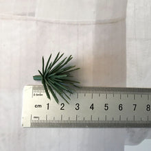 Load image into Gallery viewer, 10pcs Pine Branches Artificial Fake Plant Artificial Flower Branch Christmas Party Decoration DIY Accessories Bouquet Gift Box
