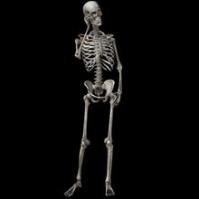 Load image into Gallery viewer, Halloween Decoration 90cm Skeleton Ornaments Halloween Party Haunted House Props Skeleton Ornaments Home Decoration
