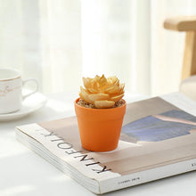Load image into Gallery viewer, Succulent Plant Bonsai Creative Decoration Gift Flower Plant Interior Decoration
