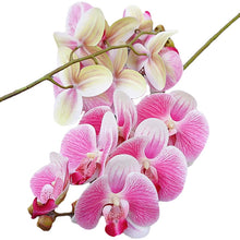 Load image into Gallery viewer, 5pcs 1 Bundle（6 Heads） Plastic Butterfly Orchid Vases for Home Decor Wedding Decorative Plants Christmas Gifts Box Artificial Flowers
