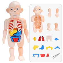 Load image into Gallery viewer, Educational Learning DIY Assembled Toys Kits Body Organ Medical Teaching Tools  3D Puzzle Human Body Anatomy Model Toy
