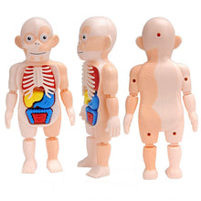 Load image into Gallery viewer, Educational Learning DIY Assembled Toys Kits Body Organ Medical Teaching Tools  3D Puzzle Human Body Anatomy Model Toy
