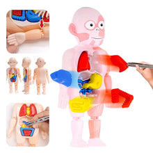 Load image into Gallery viewer, Kid 3D Puzzle Human Body Anatomy Model Educational Learning Organ Assembled Toy Body Organ Teaching Tool For Children
