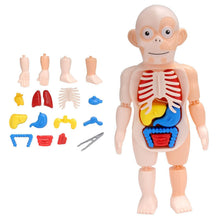 Load image into Gallery viewer, Educational Learning DIY Assembled Toys Kits Body Organ Medical Teaching Tools  3D Puzzle Human Body Anatomy Model Toy

