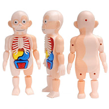 Load image into Gallery viewer, Kid 3D Puzzle Human Body Anatomy Model Educational Learning Organ Assembled Toy Body Organ Teaching Tool For Children
