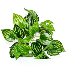 Load image into Gallery viewer, 5pcs Artificial Grass Plants For Store Shop Bonsai Fake Small Green Plants Artificial Greenery Plant  Wall Home Garden Decoration
