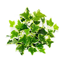 Load image into Gallery viewer, 5pcs Artificial Grass Plants For Store Shop Bonsai Fake Small Green Plants Artificial Greenery Plant  Wall Home Garden Decoration
